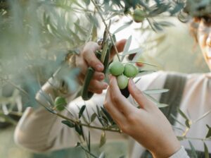 Zeytin Hasat Karnavalı