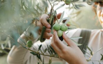 Zeytin Hasat Karnavalı